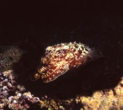 Up from the deep,the cuttle fish hunts in the shallows at... by Jerry Hamberg 